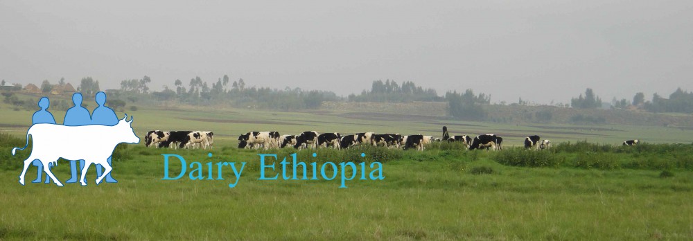Dairy Ethiopia